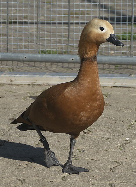 客场首胜